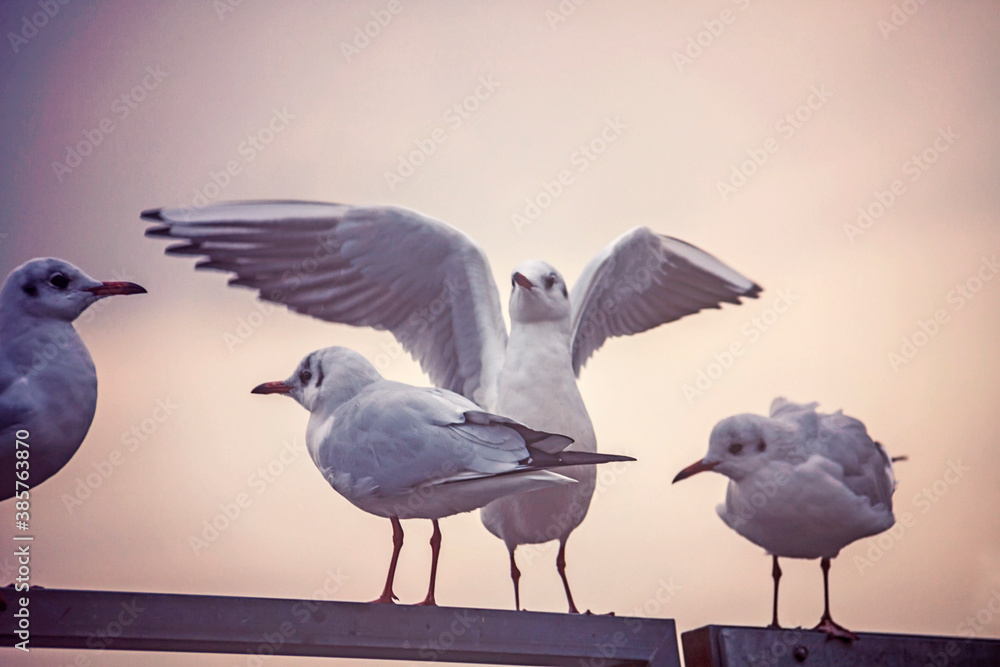 Obraz premium flock of seagullls posed on an iron bar in the harbor