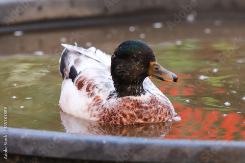 Male Snowy Call Ducks swimming in little pool