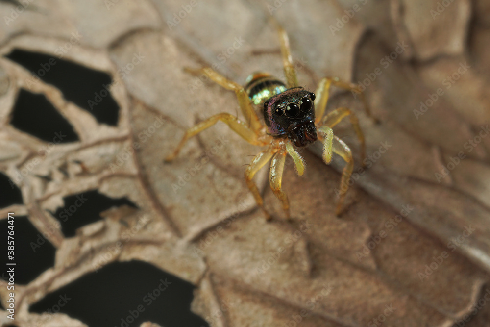 Extreme macro shot of Jumping spider on leave background. Jumping spider is very small but have big eyes. Selective focus and free space for text. Extreme macro shot of Jumping spider on leave background. Jumping spider is very small but have big eyes. Selective focus and free space for text.