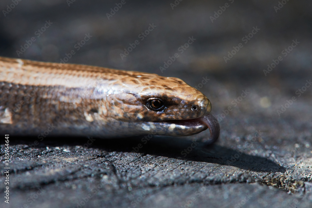Closeup of slowworm, also known as blindworm, (Anguis fragilis) a legless lizard on a tree stump. Closeup of slowworm, also known as blindworm, (Anguis fragilis) a legless lizard on a tree stump.
