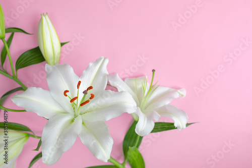 Fototapeta Naklejka Na Ścianę i Meble -  White lily flowers on pink background. Selective focus.