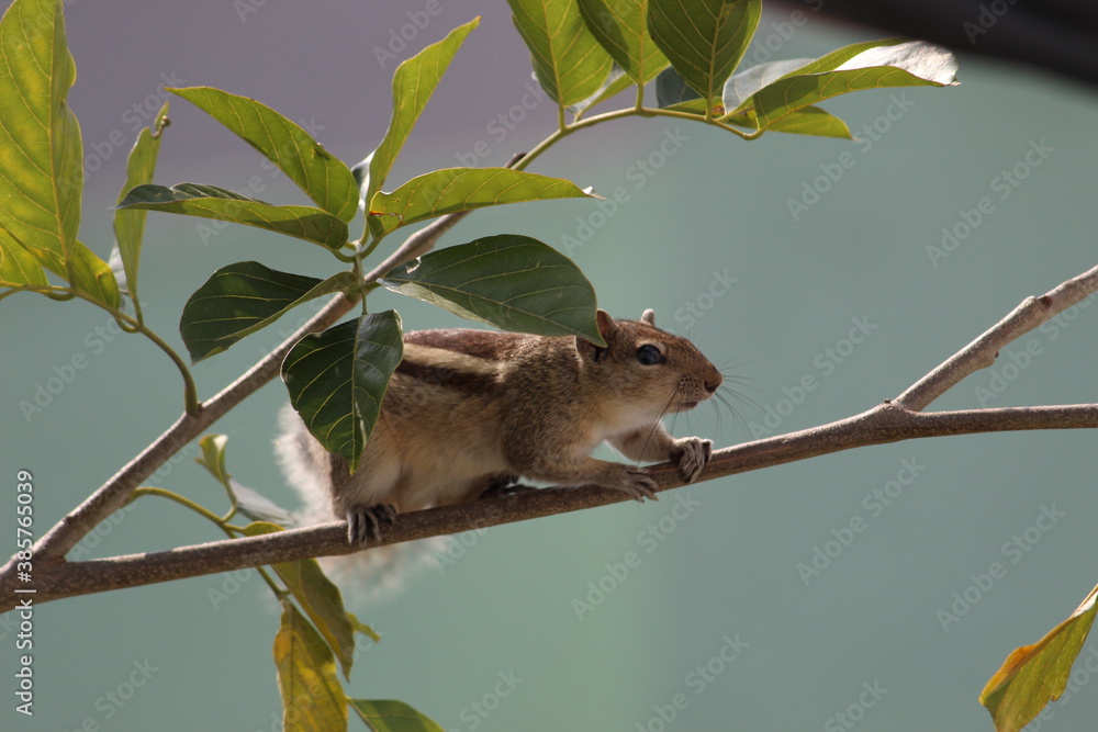 Fototapeta premium squirrel on tree