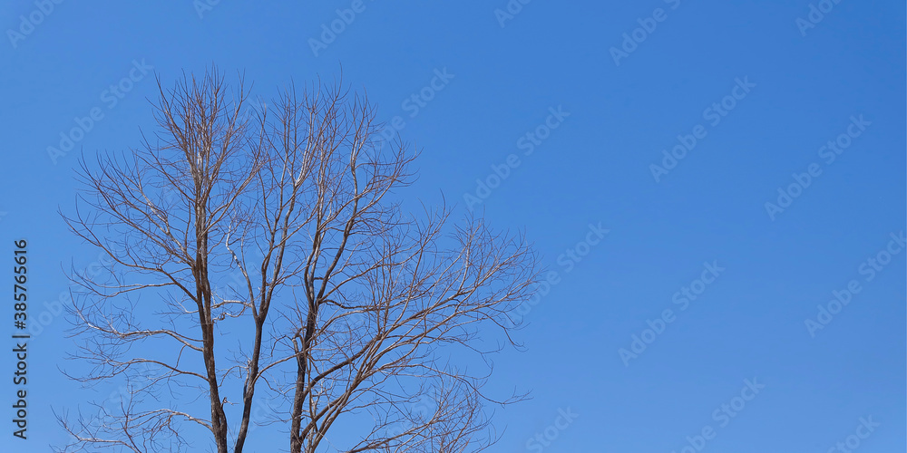 Dead tree on blue sky background, Dying nature concept. copy space. Dead tree on blue sky background, Dying nature concept. copy space.