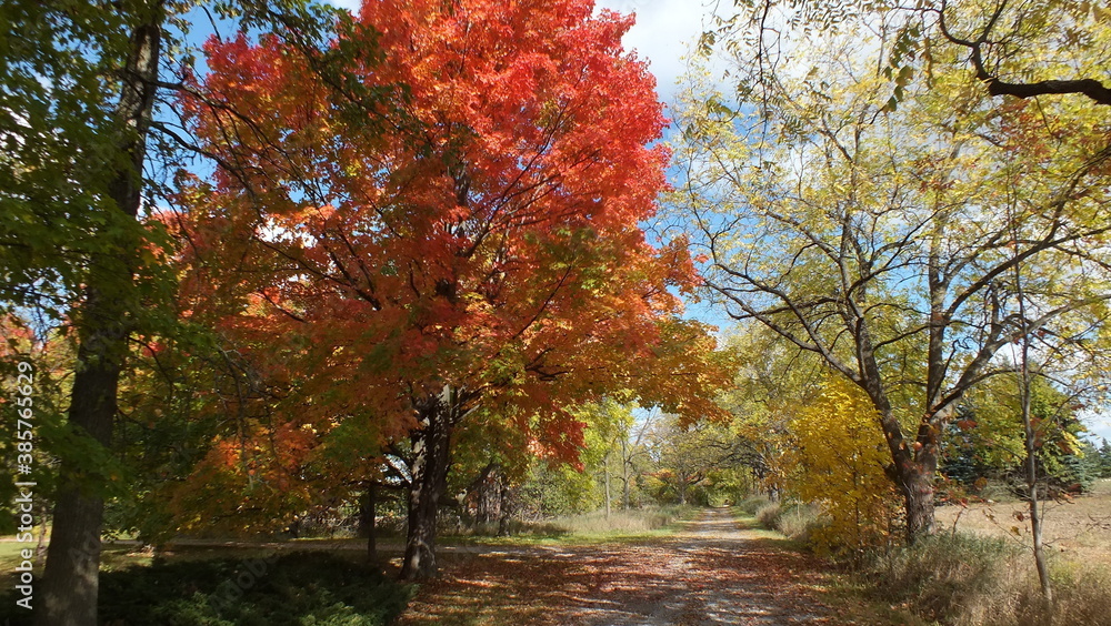 Autumn leaves along a country lane in October, Ontario, Canada.