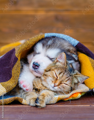 Tabby cat and malamute puppy sleep on a plaid blanket in an embrace.