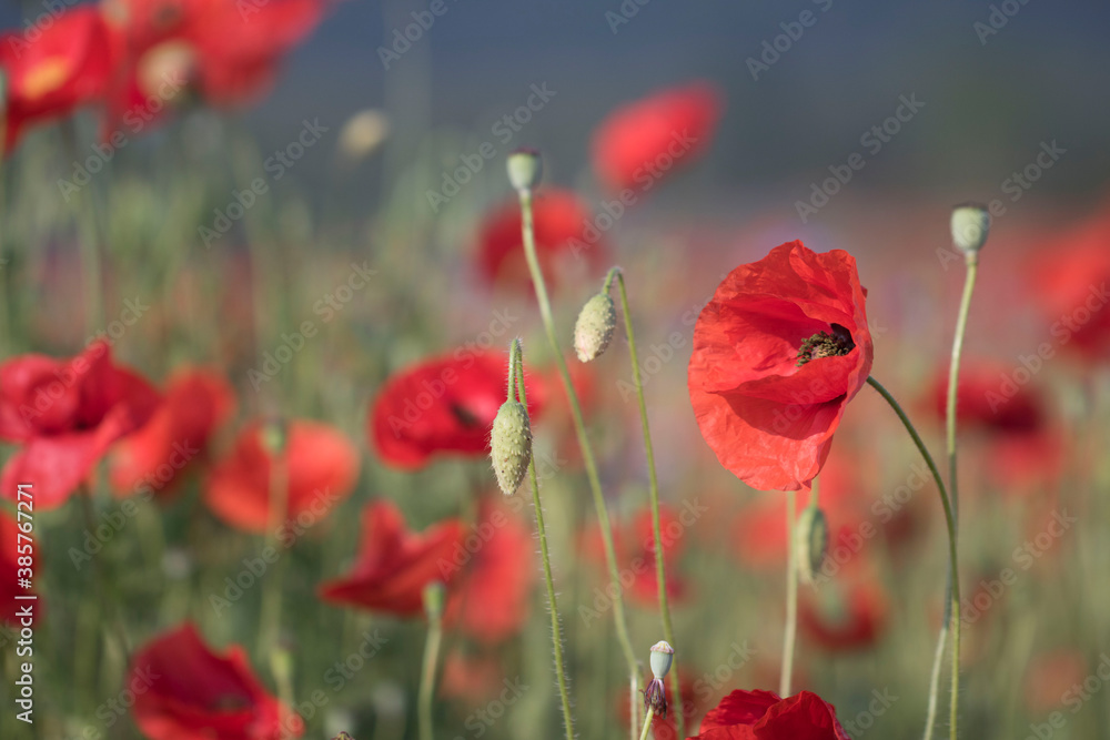 Fototapeta premium Beautiful Wonderful poppy in field 