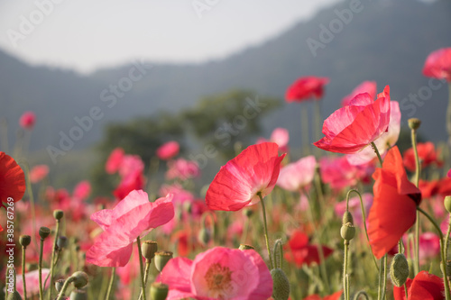 Beautiful Wonderful poppy in field 