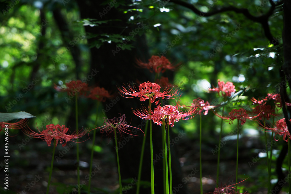 Beautiful Red Spider Lily in the field
Beautiful Red Spider Lily in the field