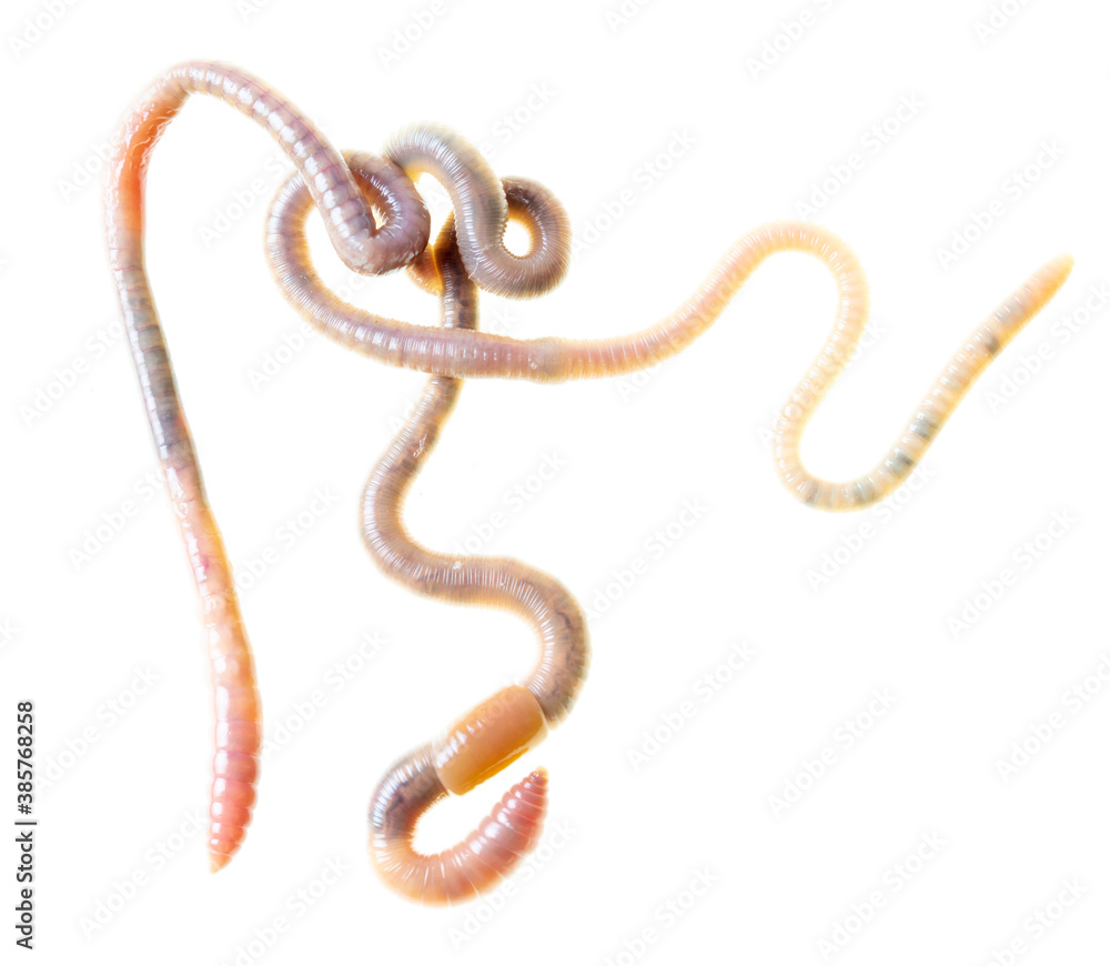 Obraz premium Earthworms isolated on a white