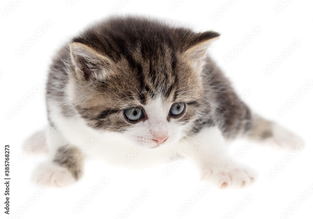 Small kitten isolated on a white background. Small kitten isolated on a white background.