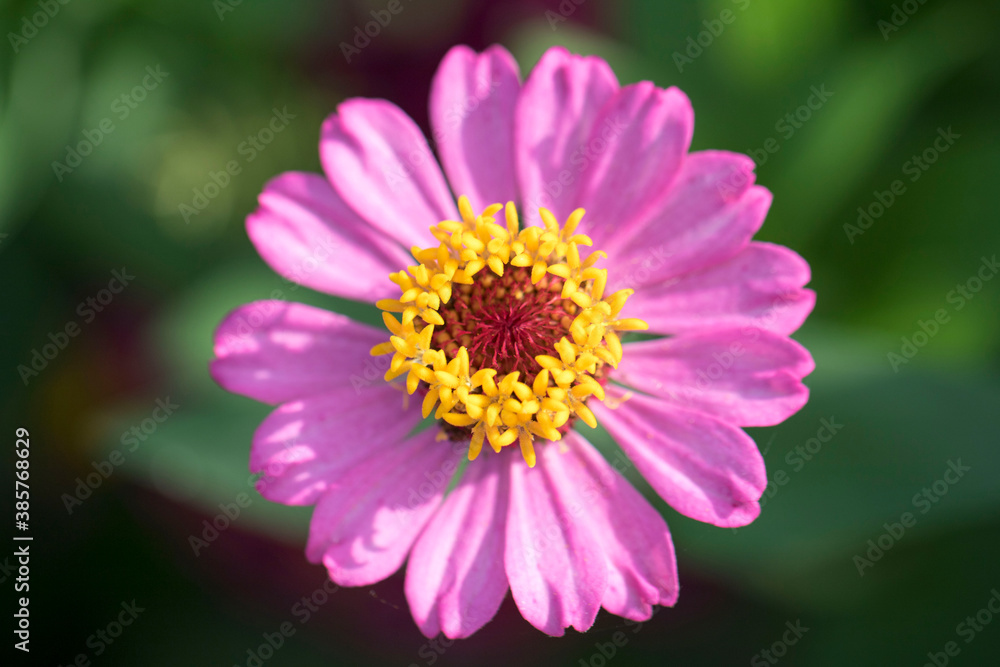 The beautiful Zinnia in the field
The beautiful Zinnia in the field