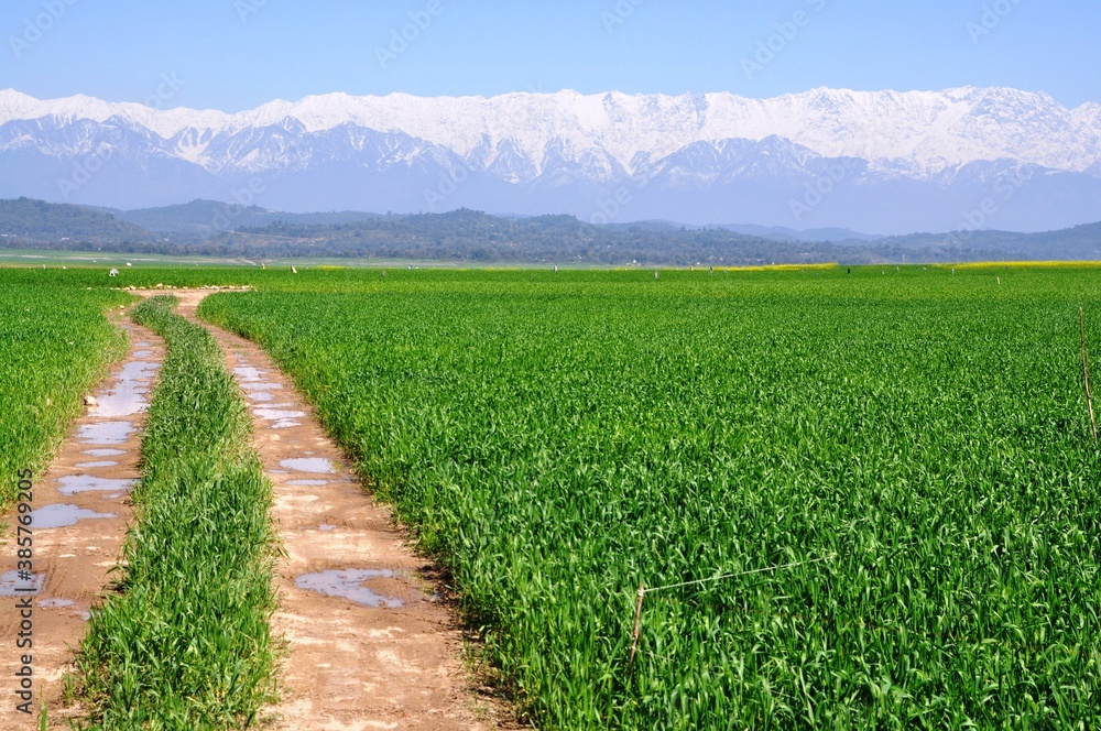 Naklejka premium Mustard fields in full bloom against the backdrop of snow covered mountains in Kangra valley of Himachal Pradesh, India.