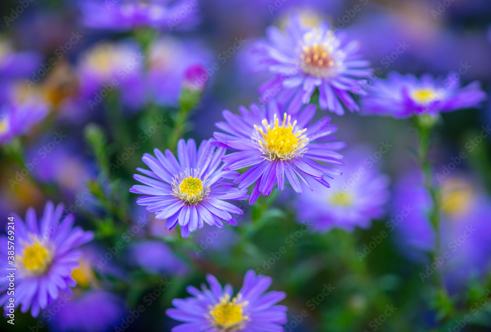 Purple flowers in the park. Purple flowers in the park.
