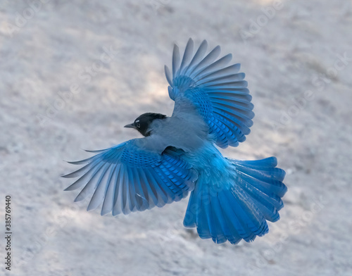 Fototapeta Stellar Spread - A Steller's Jay spreads wings and tail feathers wide open as it approaches to land