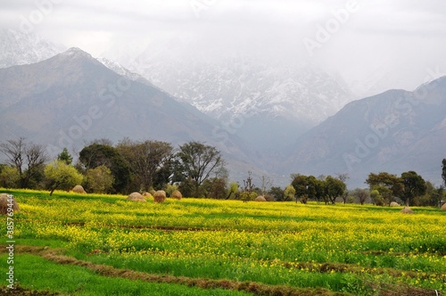 Mustard fields in full bloom against the backdrop of snow covered mountains in Kangra valley of Himachal Pradesh, India.