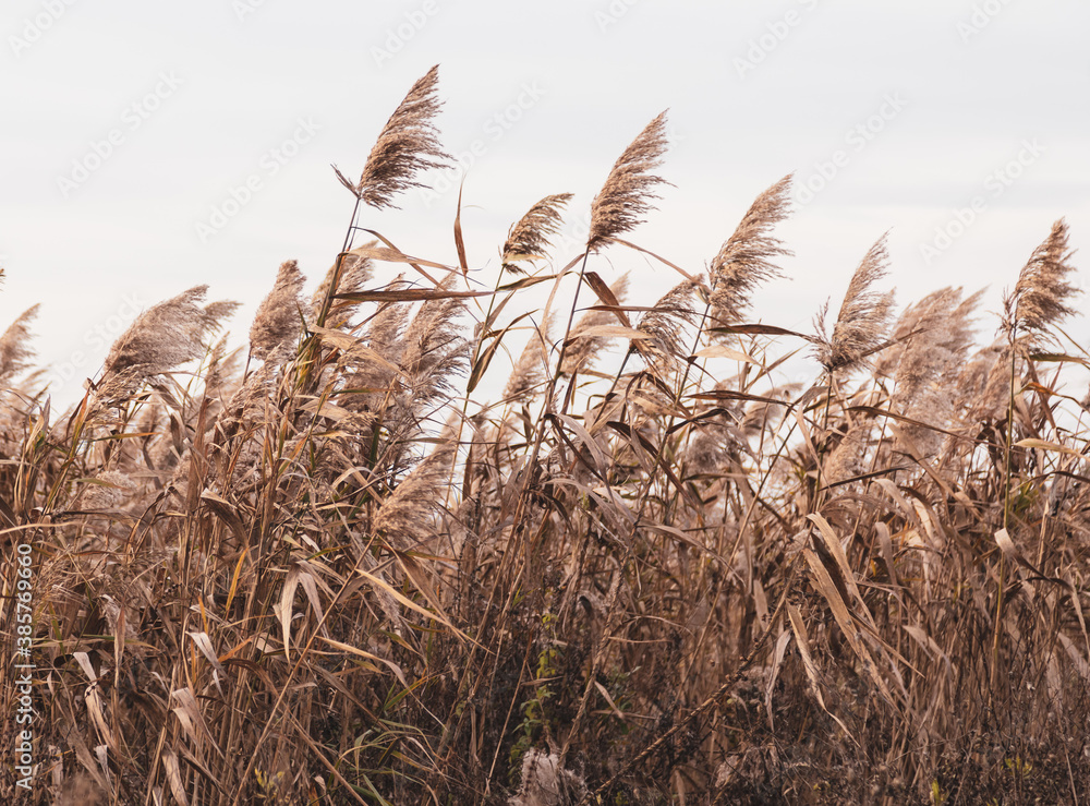 The reed grows near the reservoir - obrazy, fototapety, plakaty 