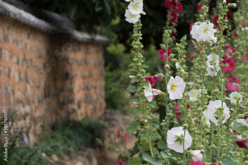 beautiful hollyhock in the outside
