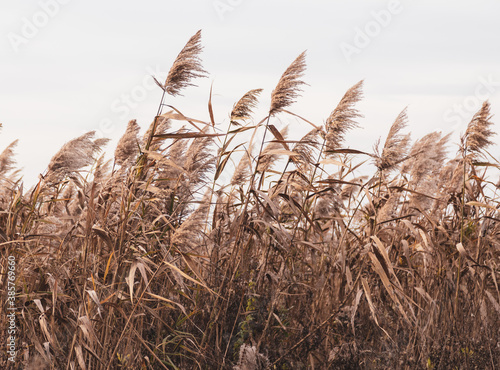 The reed grows near the reservoir photo