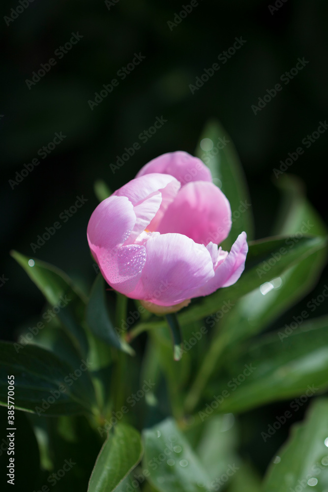 beautiful peony in the field

