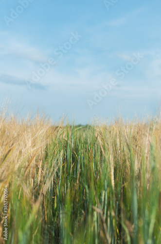 Zielona trawa pośród złotych zbóż © Olga
