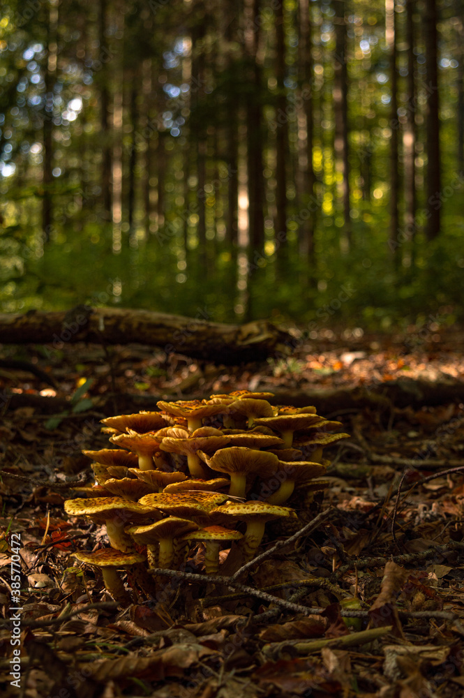 Obraz premium Autumn at its best colors