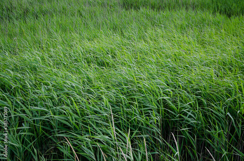 Green grass windy background at summer and spring.