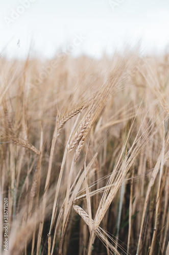 Kłos zbóż wśród pola i traw