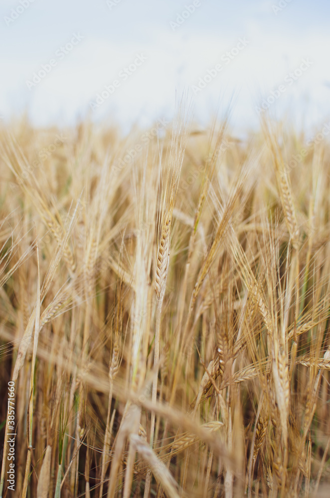Fototapeta premium Kłos zbóż wśród pola i traw