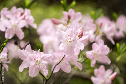 Beautiful Royal Azalea Flower during Spring season 