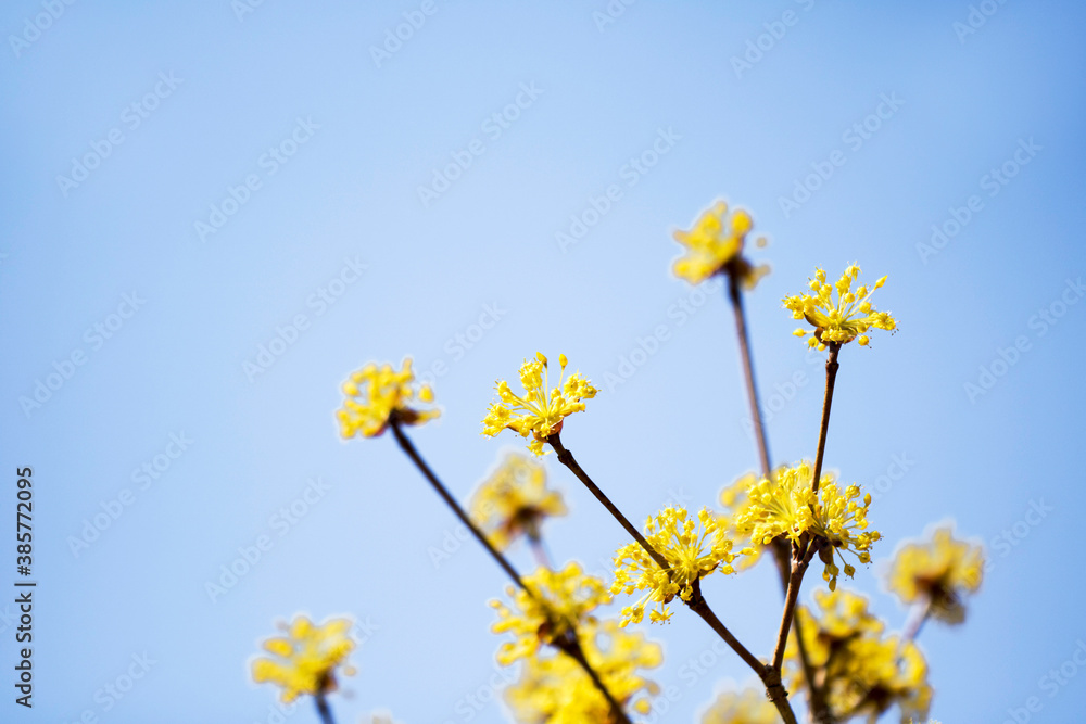 Spring Flower : Sansuyu flowers, knwon as Japanese cornlian cherry
