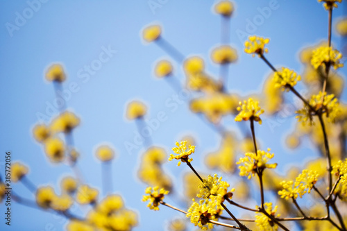 Spring Flower   Sansuyu flowers  knwon as Japanese cornlian cherry 