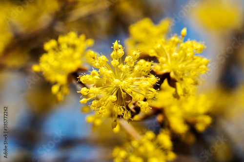 Spring Flower : Sansuyu flowers, knwon as Japanese cornlian cherry
 photo