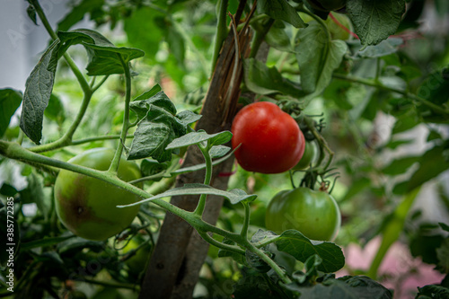 tomatoes in a greenhouse