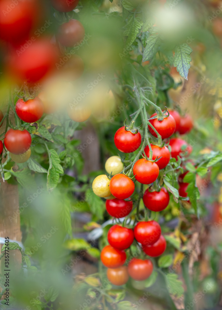 Ripe red tomatoes on the plant.