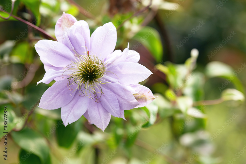 beautiful purple clematis in the garden. natural background with a copy of the space beautiful purple clematis in the garden. natural background with a copy of the space