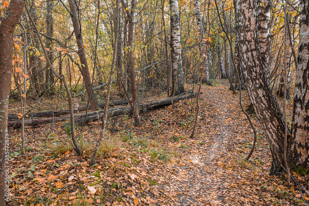 Autumn forest, path, on a sunny day . Finnish nature Autumn forest, path, on a sunny day . Finnish nature