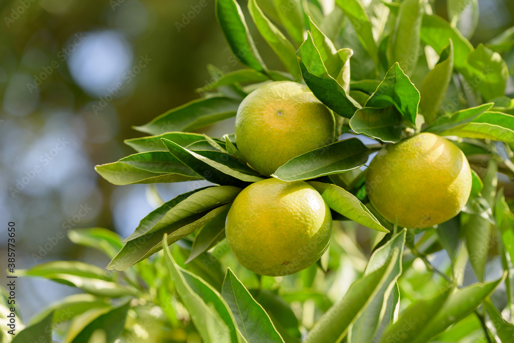 satsuma orange fruit that began to ripe, on the branch