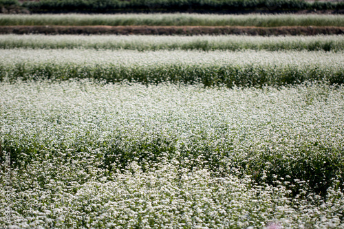 The beautiful buckwheat flowers in the field 