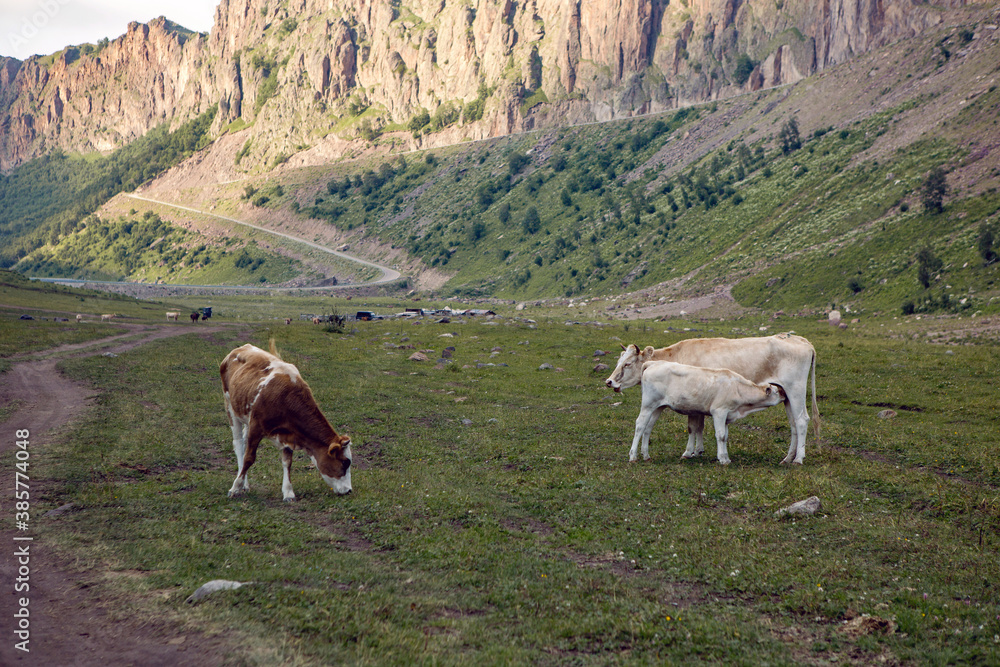 summer road in the mountains with walking cows