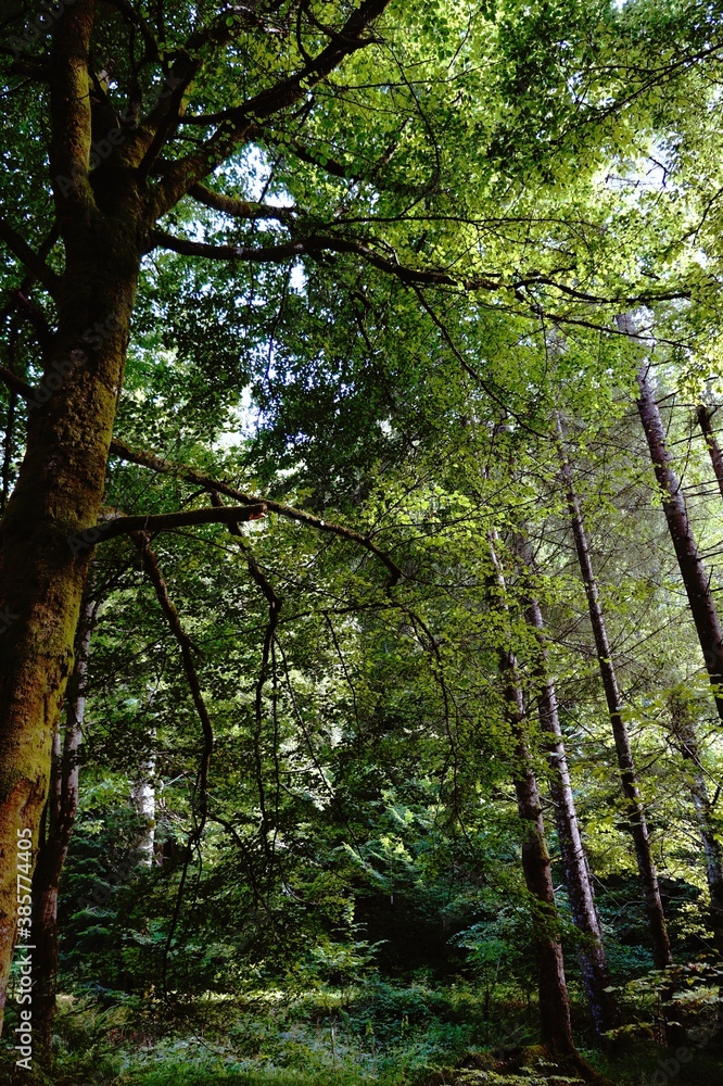 Naklejka premium trees in the forest