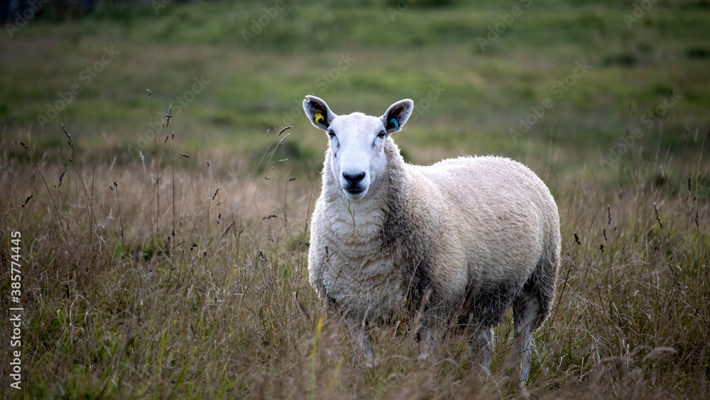 Naklejka premium A Sheep standing in a meadow