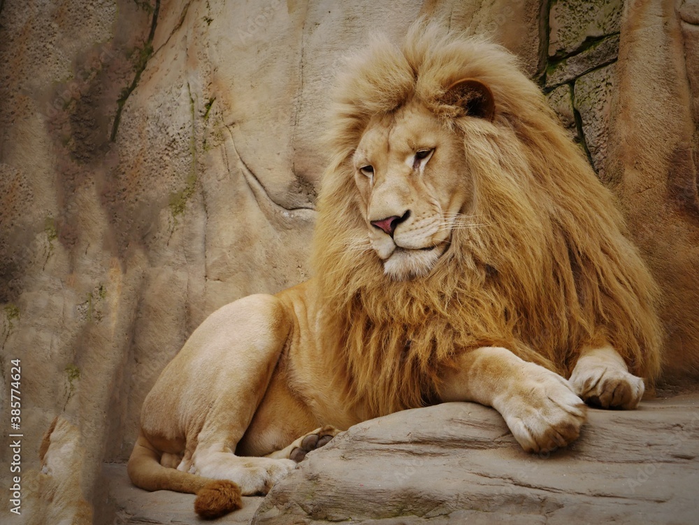 Naklejka premium The lion sits on a stone and looks away.