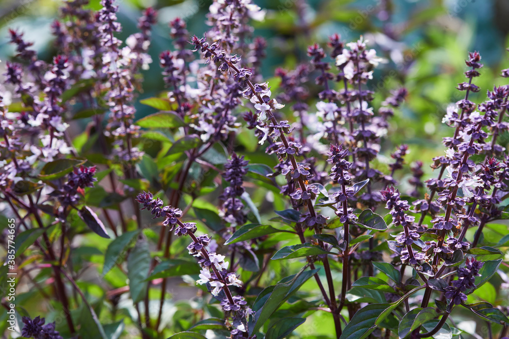 Fototapeta premium Blooming sprigs of basil growing outdoors in the garden in a sunny day