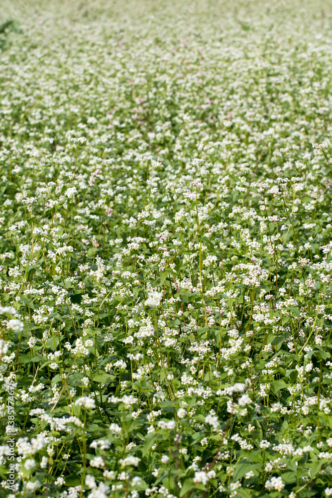The beautiful buckwheat flowers in the field
The beautiful buckwheat flowers in the field