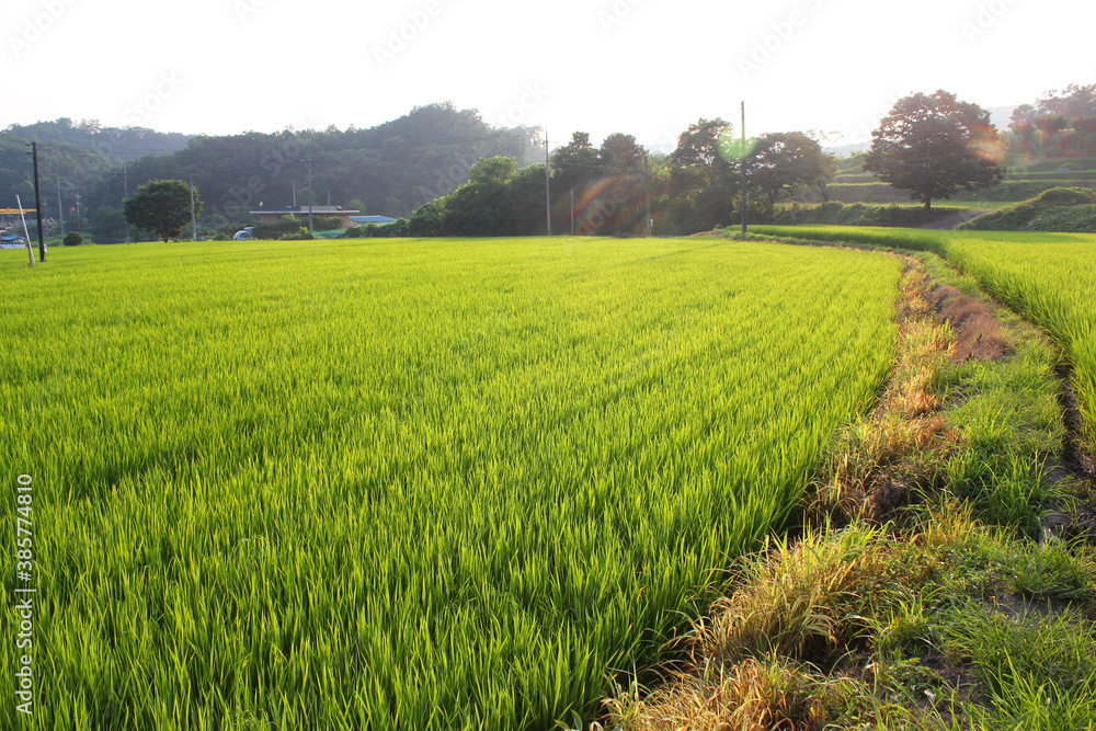 Fototapeta premium summer Green rice field.