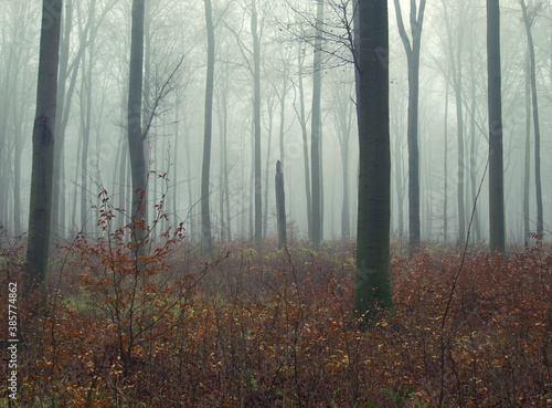 Foggy forest landscape. Trees without foliage in the fog. Mystic trees under foggy sky in the autumn. Mystic scene in the forest. Germany, Brandenburg.