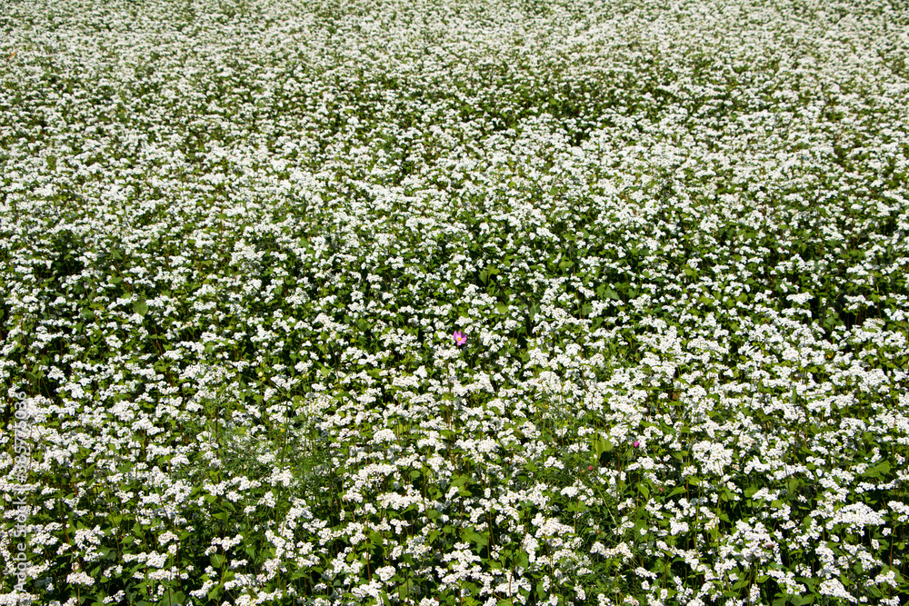 The beautiful buckwheat flowers in the field
