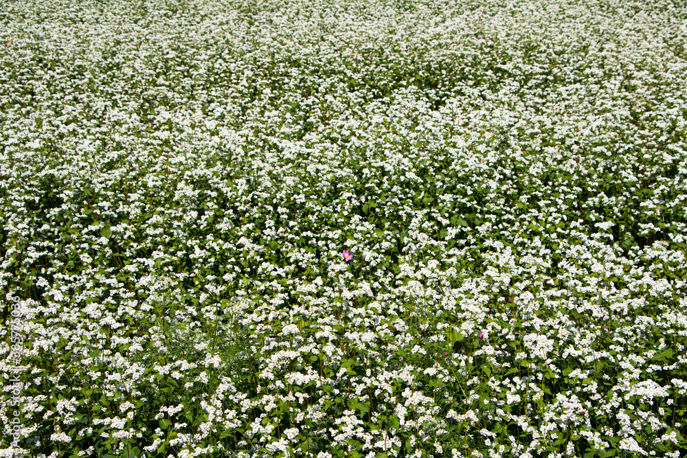 The beautiful buckwheat flowers in the field
The beautiful buckwheat flowers in the field
