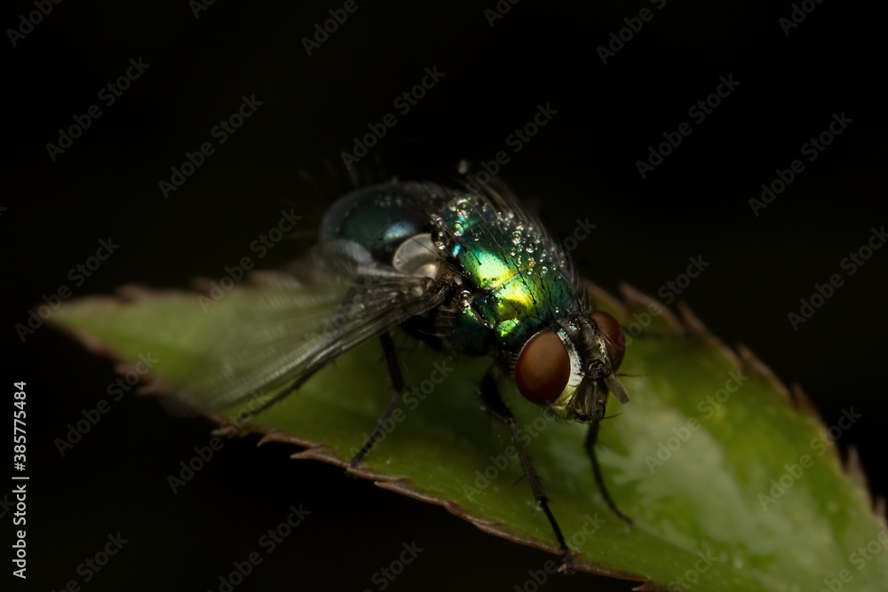 fly with dew on a leaf fly with dew on a leaf