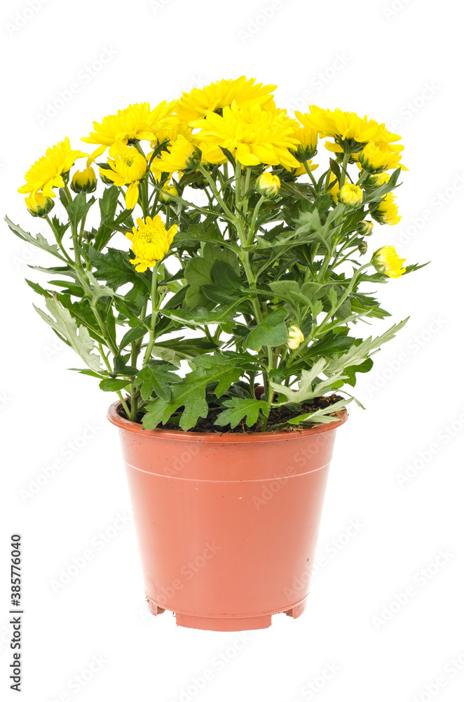 Bouquet of fresh yellow chrysanthemums in pot on white background
